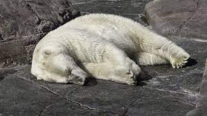 “Troppo caldo, liberate gli orsi polari dello Zoosafari di Fasano”: l’appello dell’associazione animalista rilanciato nell’estate bollente