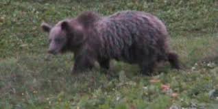 Trentino, l’orsa Jj4 è salva La Romania è pronta ad accoglierla