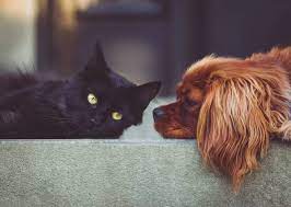 Dog e cat sitter, quanto costa affidare il proprio amico a 4 zampe. Ecco tutte le informazioni