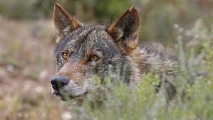 In Andalusia i lupi si sono estinti, gli animalisti: “Il governo regionale ha avuto paura delle lobby di cacciatori e allevatori”