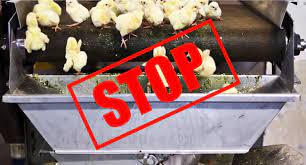 Stop uccisione dei pulcini maschi in Italia: il nostro intervento alla Camera durante la conferenza stampa per la celebrazione della nuova legge