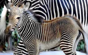 Bioparco di Roma, nata la piccola zebra a rischio estinzione: la sua specie Grevy sta scomparendo dal pianeta