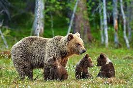 Animalisti contro Fugatti: “Vuole uccidere gli orsi e poi spende 3 milioni per la biodiversità”