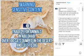 Emirati, strage di gatti nel deserto