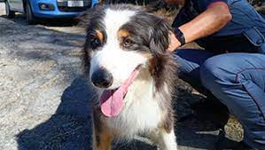 Premio al cane poliziotto ‘eroe’ del ponte Morandi
