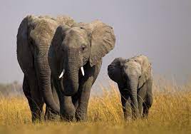 Gli elefanti si chiamano per nome come fanno gli umani, ecco la scoperta