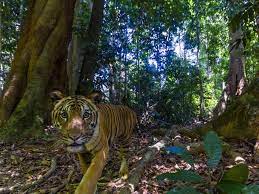La straordinaria foto di una delle ultime tigri della Malesia