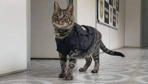 La stazione di polizia “assume” il gatto Paulinho per distribuire affetto e alleggerire la routine