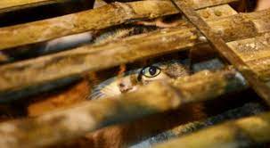 Cina, mille gatti salvati dalla macellazione dalla polizia di Jiangsu