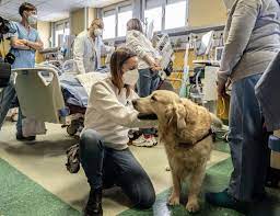 RI-ANIMALI, la Pet Therapy entra nella Rianimazione dell’Ospedale di Rivoli