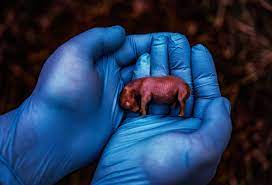 La fecondazione in vitro potrebbe salvare il rinoceronte bianco dall’estinzione