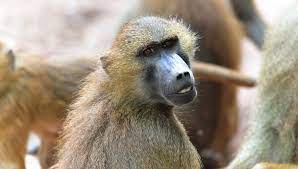 Il dilemma morale dello zoo di Norimberga: uccidere i babbuini o no?