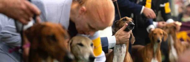 Vendita illecita di cani: anche sportivi tra i vip inconsapevoli