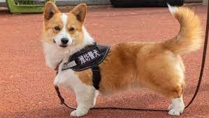 Cina, il nuovo agente di polizia è un cucciolo di cane Corgi. E Fuzai diventa una star social